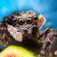 Imagen para el artículo titulado Estas son algunas de las fotos microscópicas más espectaculares del año